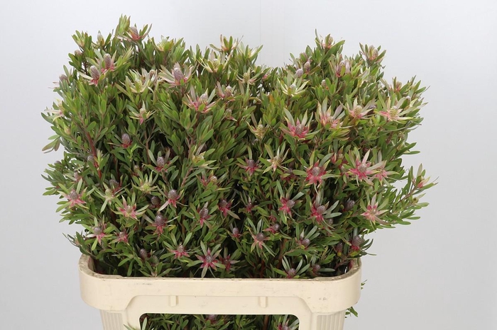 <h4>Leucadendron Ayoba Star Pearl</h4>