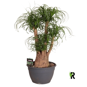 Beaucarnea recurvata