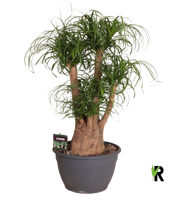 <h4>Beaucarnea recurvata</h4>