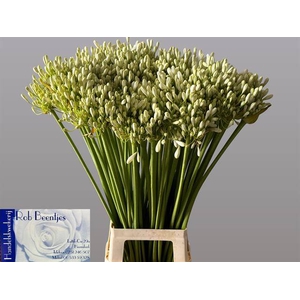 Agapanthus grace