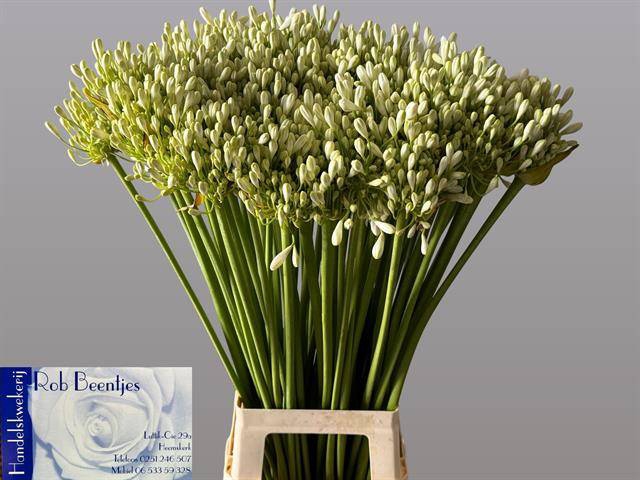 <h4>Agapanthus grace</h4>