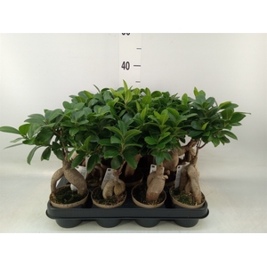 Ficus microcarpa 'Ginseng'