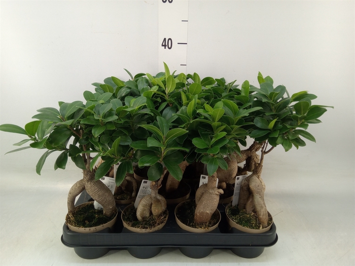 <h4>Ficus microcarpa 'Ginseng'</h4>