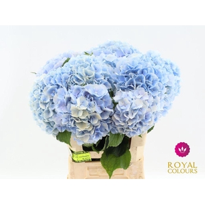 Hydrangea verena blue