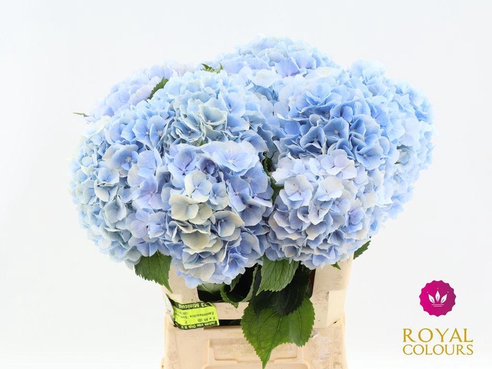 <h4>Hydrangea verena blue</h4>