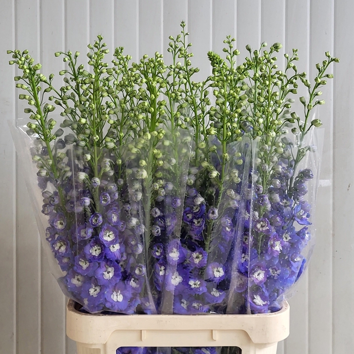 <h4>DELPH DU AURORA BLUE</h4>