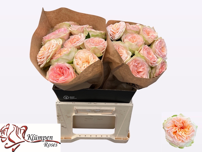 <h4>R GR AMBERLEY PARK!</h4>