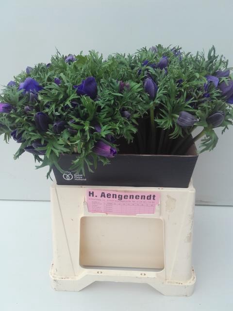 ANEM CO M L BLUE