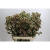 Leucadendron Ayoba Star Pearl
