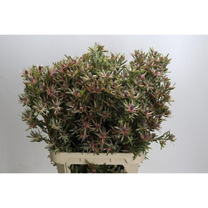 Leucadendron Ayoba Star Pearl