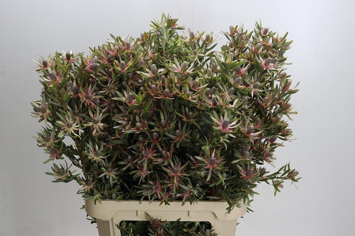 <h4>Leucadendron Ayoba Star Pearl</h4>