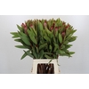 Protea Robijn