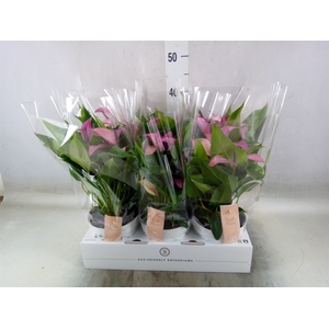 Anthurium  'Zizou'