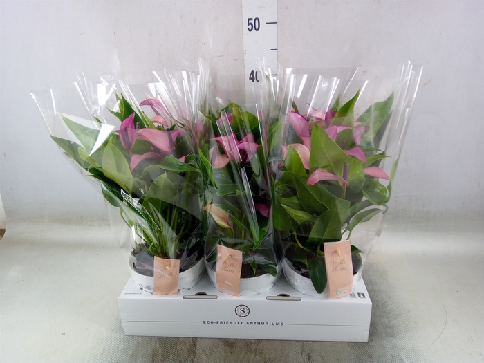 <h4>Anthurium  'Zizou'</h4>