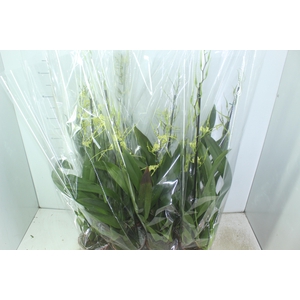 ONCIDIUM COLMANARA WILDCAT P15