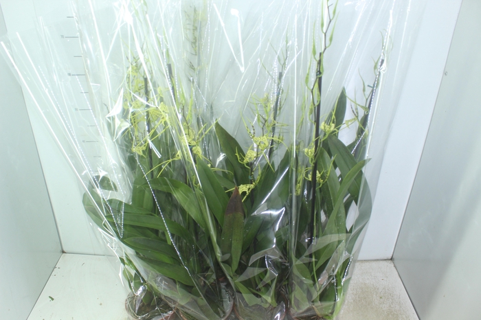 <h4>ONCIDIUM COLMANARA WILDCAT P15</h4>