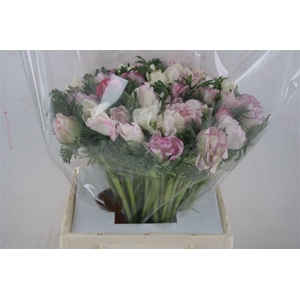 Anem Mistra Super Edged Pink