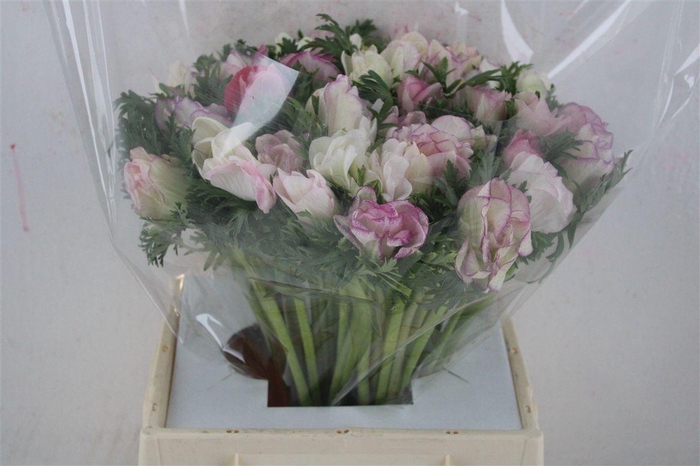 <h4>Anem Mistra Super Edged Pink</h4>