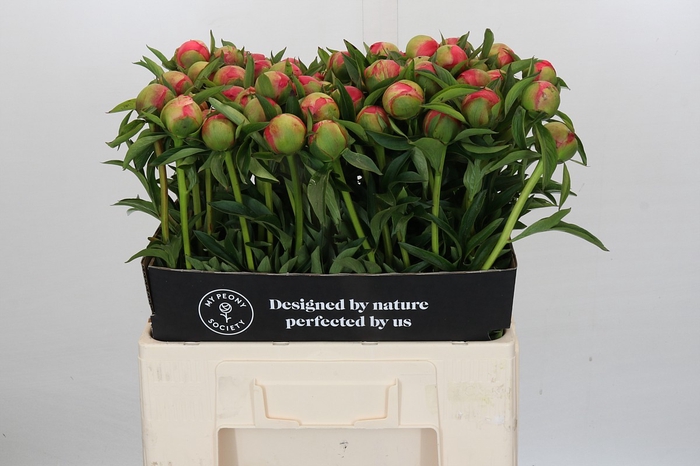 <h4>Paeonia Coral Charm</h4>