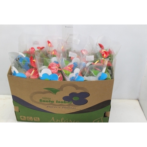 ANTHURIUM ROYAL CHAMPION P15