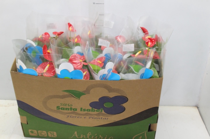 <h4>ANTHURIUM ROYAL CHAMPION P15</h4>