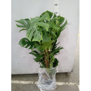 Monstera pertusum