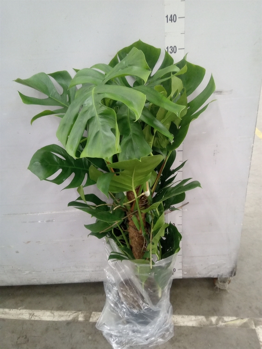 <h4>Monstera pertusum</h4>