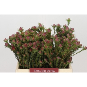 Kaaps Groen Jubilee Crown Spray