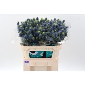 Eryn Supernova Qstar X40