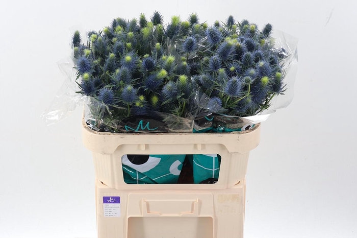 <h4>Eryn Supernova Qstar X40</h4>