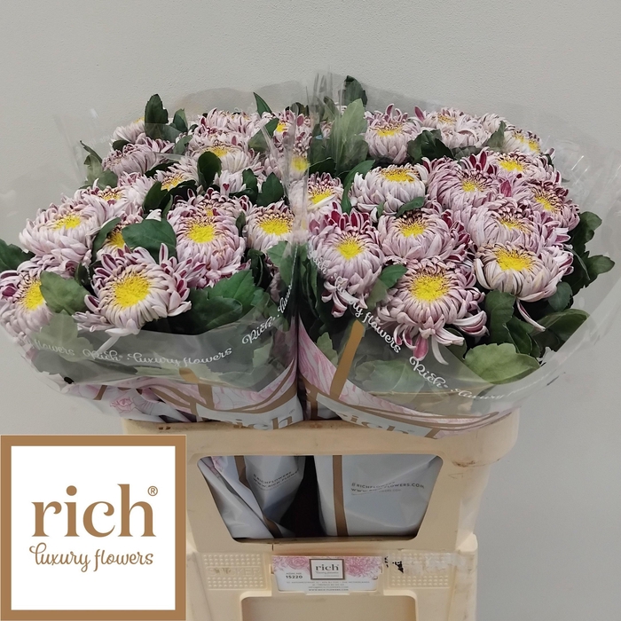 <h4>CHR G GILB L SILVER</h4>