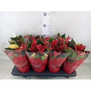 Euphorbia pulc. 'Superba New Glitt'