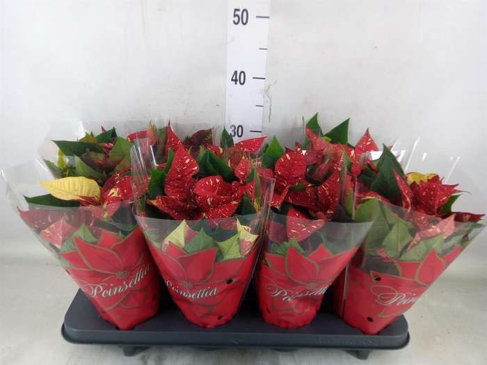 <h4>Euphorbia pulc. 'Superba New Glitt'</h4>