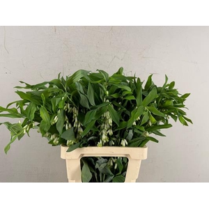 Polygonatum Multiflo