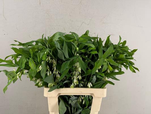 <h4>Polygonatum Multiflo</h4>