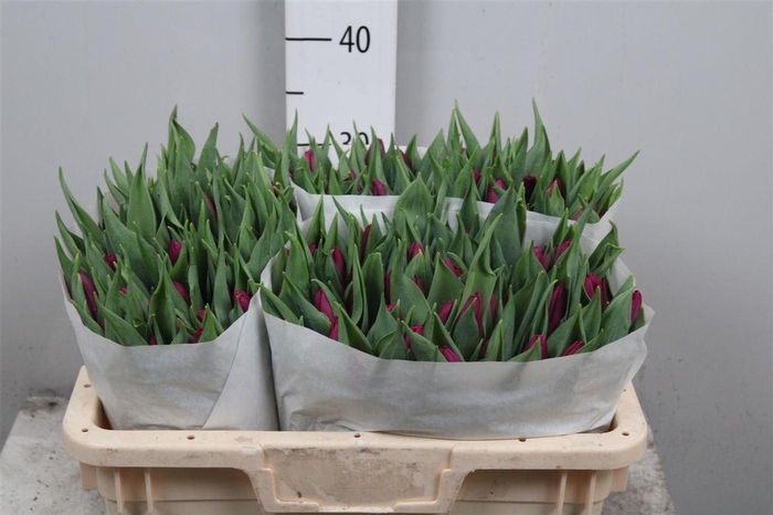 <h4>Tu En Purple Prince</h4>