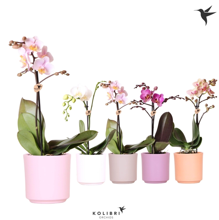 <h4>Kolibri Orchids Phalaenopsis Mix 1 spike in Simplicity pot mix</h4>