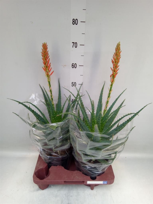 <h4>Aloe arborescens</h4>