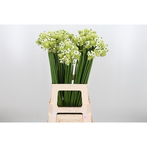 Ornithogalum Saundersiae