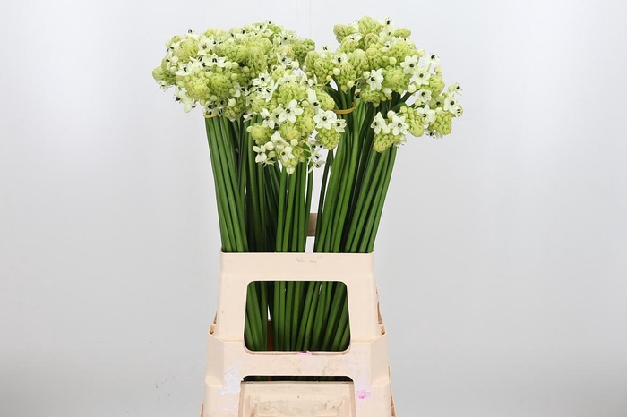 <h4>Ornithogalum Saundersiae</h4>