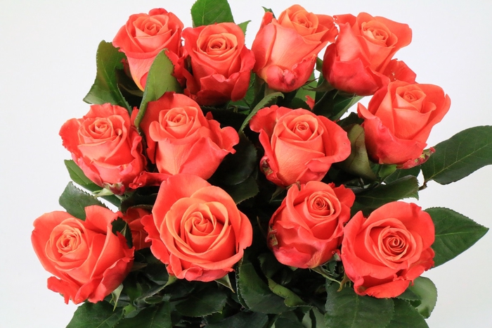 <h4>Rosa Ec Orange Crush</h4>