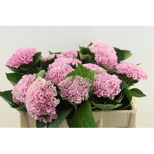 Hydr M Mag Revol Pink 50-14