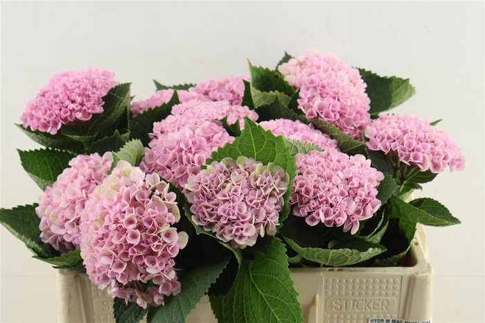 <h4>Hydr M Mag Revol Pink 50-14</h4>