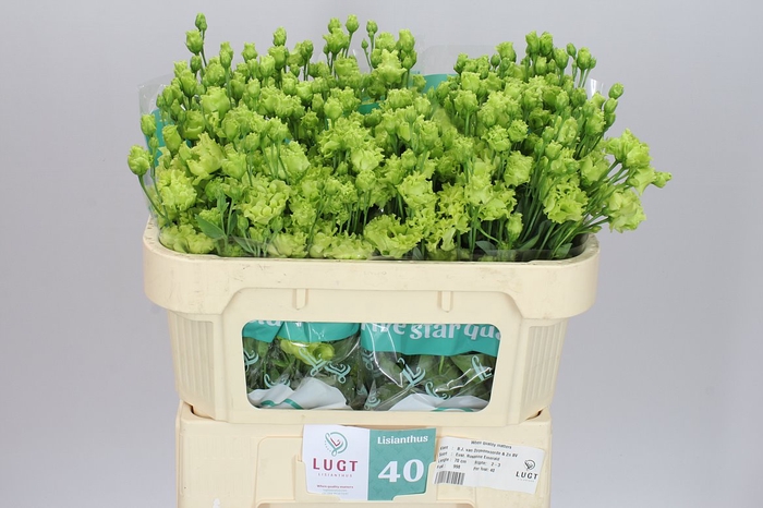 <h4>Eust Du Rosanne Emerald</h4>