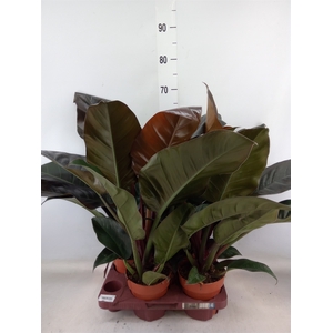 Philodendron  'Imperial Red'