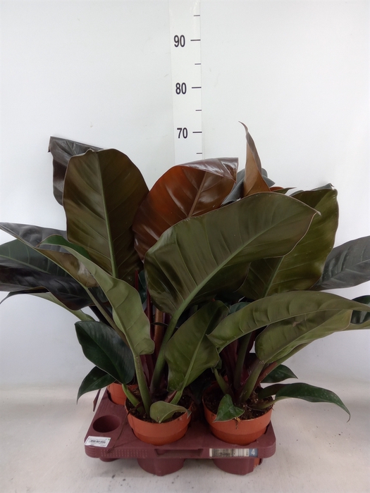 <h4>Philodendron  'Imperial Red'</h4>