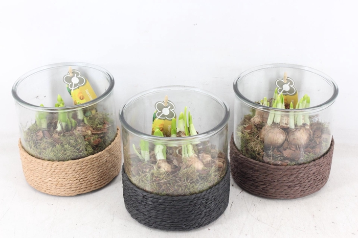 arr4 Narcis PL - Cilin. breed touw x3