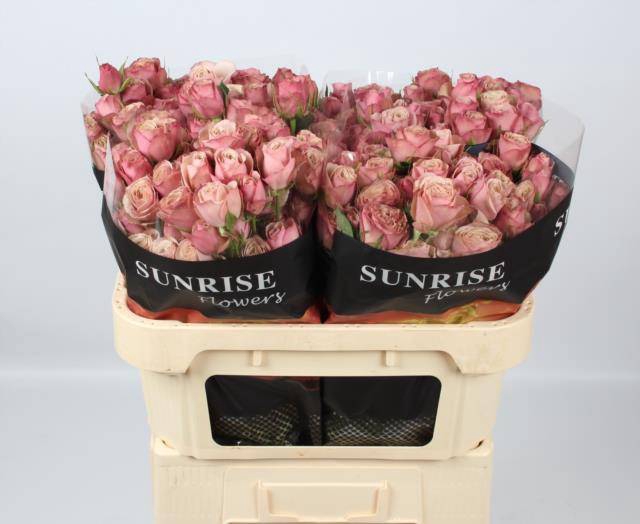 <h4>R TR DESTINI</h4>