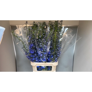 DELPH DU AURORA BLUE
