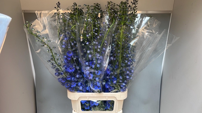 <h4>DELPH DU AURORA BLUE</h4>